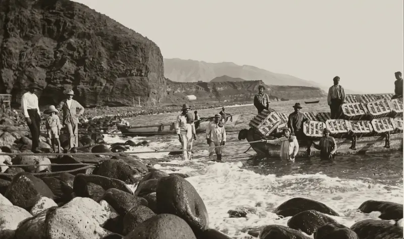 Empaquetados de plátanos en Tazacorte